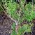 Aloysia citriodora