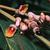 Alpinia spp.