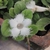 Growing in a pot with a white bloom with frilly margins