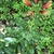 Form in bloom