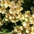 Alstroemeria flowers in summer