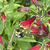 Bee on the flower