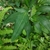 Stem leaves