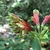 Side view of flower