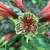 Inside of flower