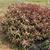 Alternanthera dentata 'Brazillian Red Hots'