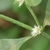 Flowers and stem