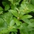 Form of the plant