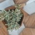 Form in a pot with vriagated leaves