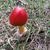 Amanita jacksonii