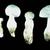 Amanita chlorinosma