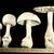 Photo of Amanita chlorinosma