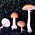 Amanita flavoconia