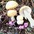 Amanita muscaria, multiple