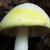 Amanita bisporigera