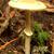 Amanita bisporigera