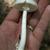 Amanita bisporigera