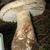 Amanita chlorinosma