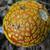 Amanita flavoconia