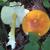 Amanita flavoconia