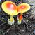 Amanita jacksonii