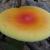 Amanita jacksonii