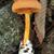 Amanita jacksonii