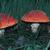 Amanita muscaira
