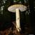 Amanita muscria