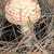 Amanita muscaria