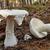 Amanita chlorinosma
