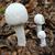 Amanita polypyramis close up