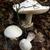 Amanita polypyramis mushroom
