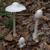 Amanita virosa
