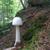 Amanita virosa