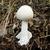 Amanita virosa