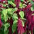 Amaranthus caudatus