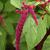Amaranthus caudatus