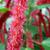 Amaranthus caudatus