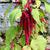 Amaranthus caudatus