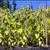 Amaranthus caudatus