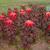 Amaranthus gangeticus
