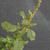 Amaranthus blitum L.