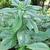 Amaranthus lividus form