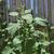 Amaranthus lividus form