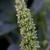 Amaranthus lividus flower
