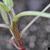 Amaranthus palmeri