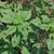 Amaranthus palmeri