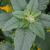 Amaranthus retroflexus