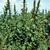 Aramanthus retroflexus